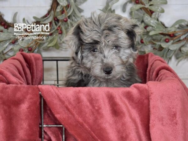 Miniature Aussidoodle-Dog-Female-Blue Merle-5436-Petland Lee's Summit, MO