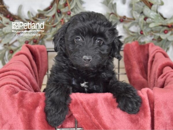 Miniature Aussidoodle-Dog-Female-Black-5438-Petland Lee's Summit, MO