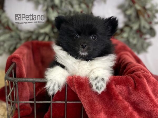 Pomeranian-Dog-Male-Black & White-612-Petland Lee's Summit, MO