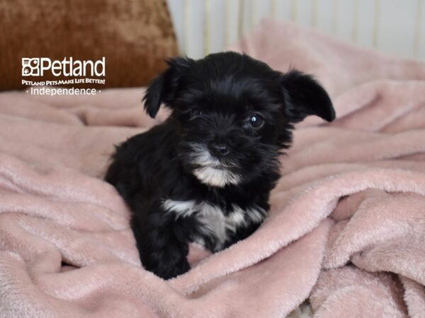 Yorkie Poo-Dog-Female-Black-5448-Petland Lee's Summit, MO