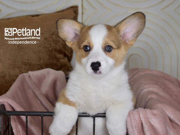 Pembroke Welsh Corgi-Dog-Female-Red & White-5457-Petland Lee's Summit, MO