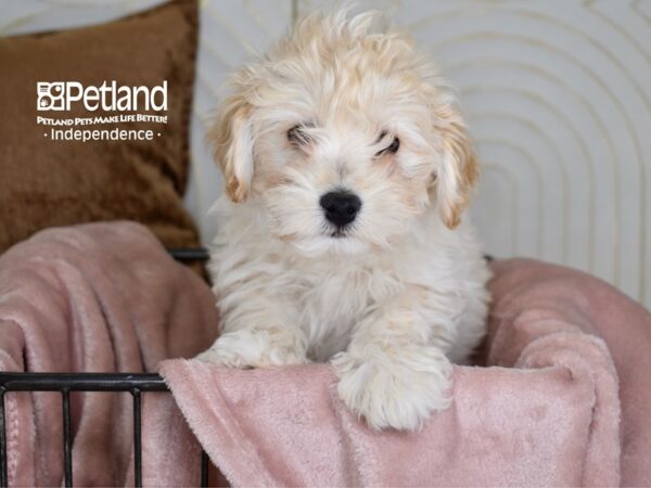 Miniature Goldendoodle 2nd Gen-Dog-Male-Light Golden-5440-Petland Lee's Summit, MO