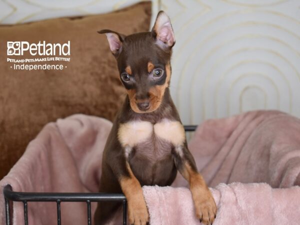 Miniature Pinscher-Dog-Female-Chocolate & Tan-5444-Petland Lee's Summit, MO