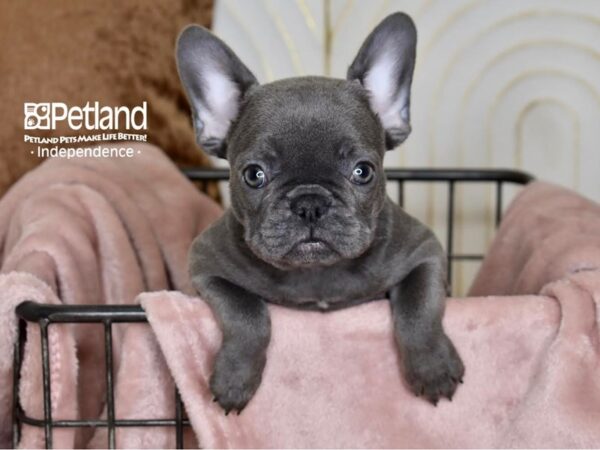 French Bulldog-Dog-Female-Blue-5460-Petland Lee's Summit, MO