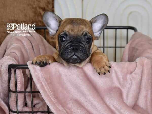 French Bulldog-Dog-Male-Fawn-5465-Petland Lee's Summit, MO
