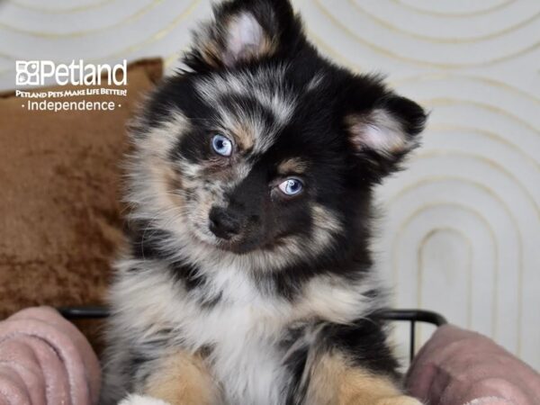 Pomsky 2nd Gen-Dog-Male-Merle-5429-Petland Lee's Summit, MO