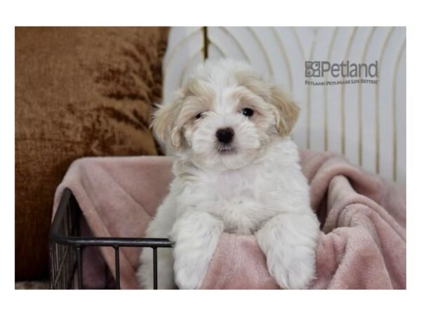 Havamalt-Dog-Male-Apricot-627-Petland Lee's Summit, MO