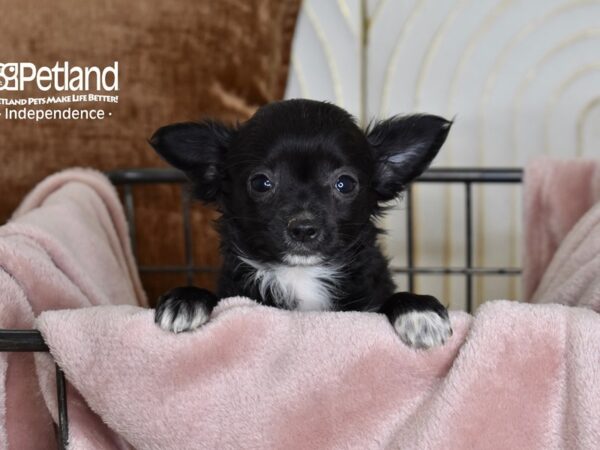 Chihuahua-Dog-Male-Black-5477-Petland Lee's Summit, MO