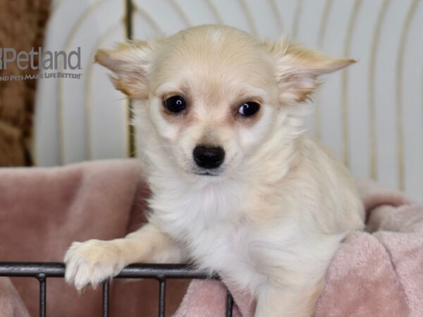 Chihuahua-Dog-Female-Cream-643-Petland Lee's Summit, MO