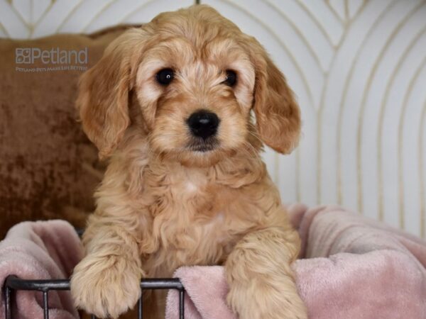 Miniature Goldendoodle-Dog-Male-Golden-635-Petland Lee's Summit, MO