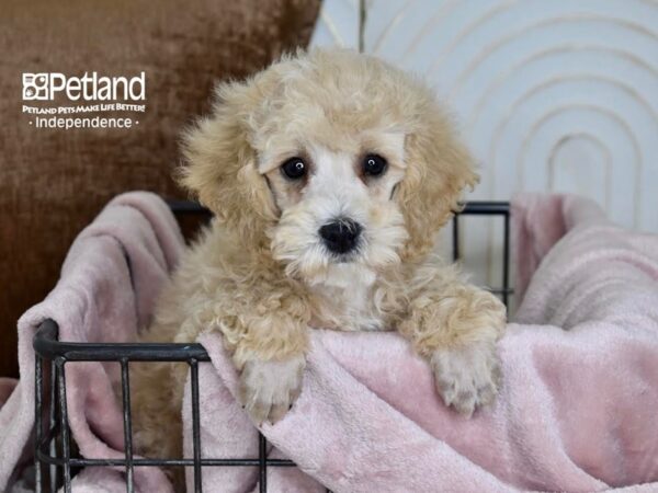 Miniature Poodle-Dog-Male-Apricot-5473-Petland Lee's Summit, MO