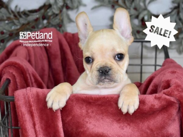 French Bulldog-Dog-Female-Fawn-5355-Petland Lee's Summit, MO