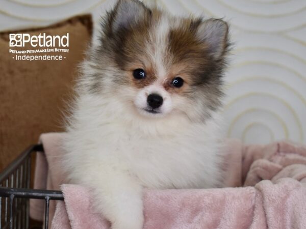 Pomeranian-Dog-Female-Orange Sable Parti-5508-Petland Lee's Summit, MO