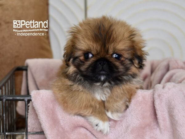 Pekeapoo-Dog-Male-Orange Sable-5505-Petland Lee's Summit, MO