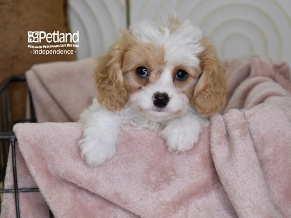 Cavapoo-Dog-Female-Blenheim-5503-Petland Lee's Summit, MO
