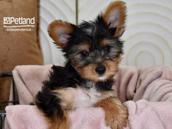 Yorkshire Terrier-Dog-Female-Black & Tan-5484-Petland Lee's Summit, MO