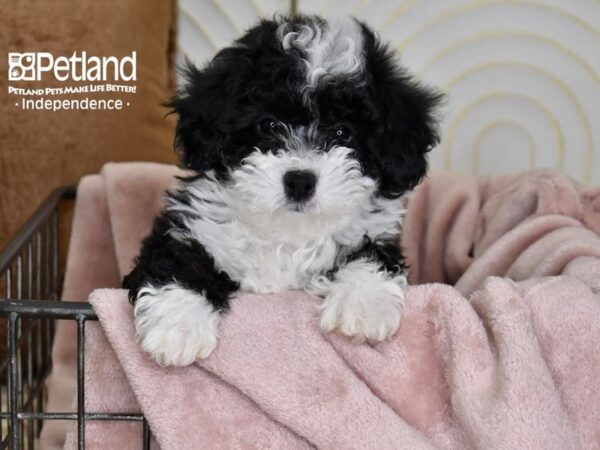 Miniature Bernedoodle 2nd Gen-Dog-Female-Black & White-5488-Petland Lee's Summit, MO