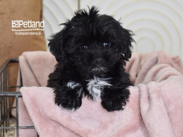 Maltipoo-Dog-Male-Black-5497-Petland Lee's Summit, MO