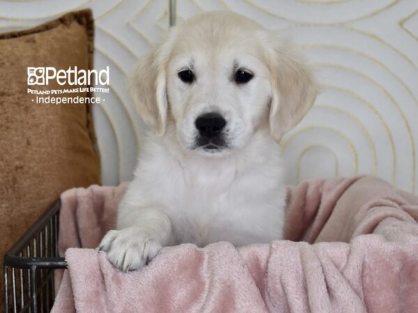Golden Retriever-Dog-Female-Light Golden-5493-Petland Lee's Summit, MO