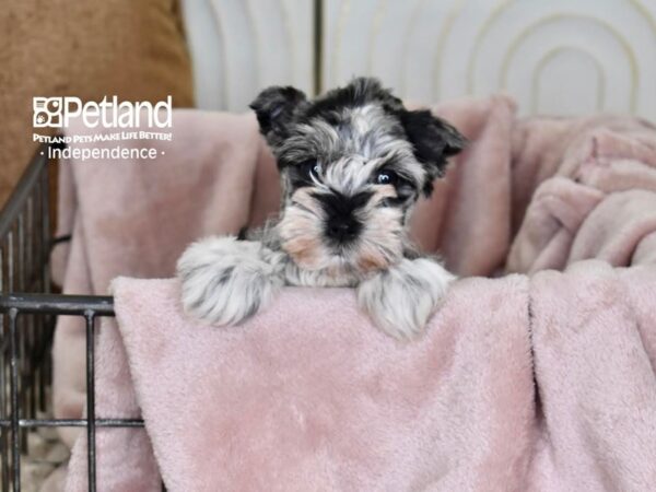 Miniature Schnauzer-Dog-Female-Blue Merle-5512-Petland Lee's Summit, MO