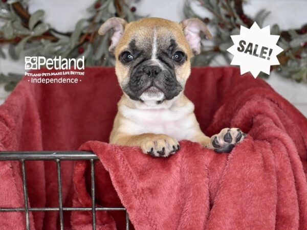 French Bulldog-Dog-Male-Fawn-5379-Petland Lee's Summit, MO