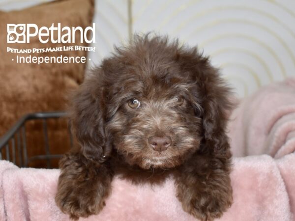 Miniature Goldendoodle 2nd Gen-Dog-Female-Chocolate-5524-Petland Lee's Summit, MO