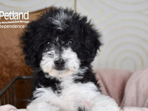 Miniature Goldendoodle 2nd Gen-Dog-Male-Black & White-5521-Petland Lee's Summit, MO