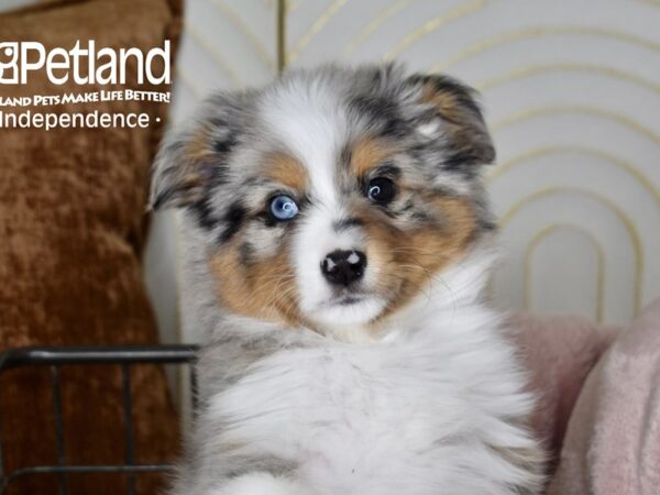 Toy Australian Shepherd-Dog-Male-Blue Merle-5518-Petland Lee's Summit, MO