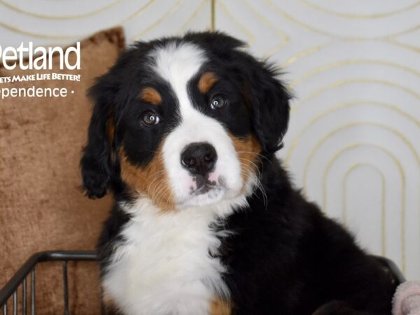 Bernese Mountain Dog-Dog-Female-Black, Rust, & White-5514-Petland Lee's Summit, MO