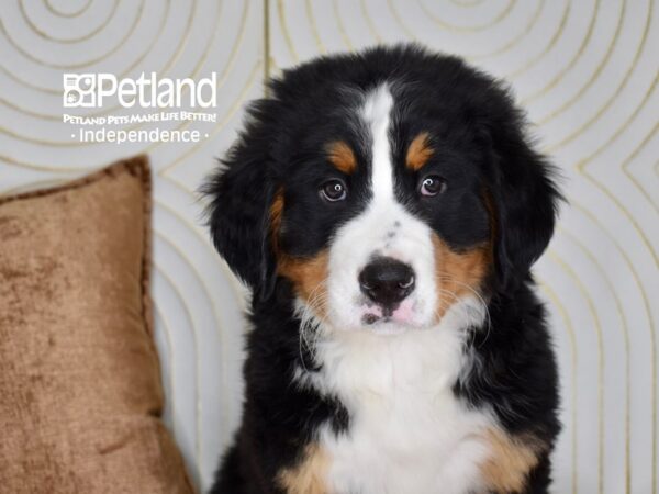 Bernese Mountain Dog-Dog-Male-Black, Rust, & White-5513-Petland Lee's Summit, MO