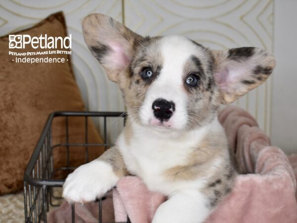 Cardigan Welsh Corgi-Dog-Male-Merle-5515-Petland Lee's Summit, MO