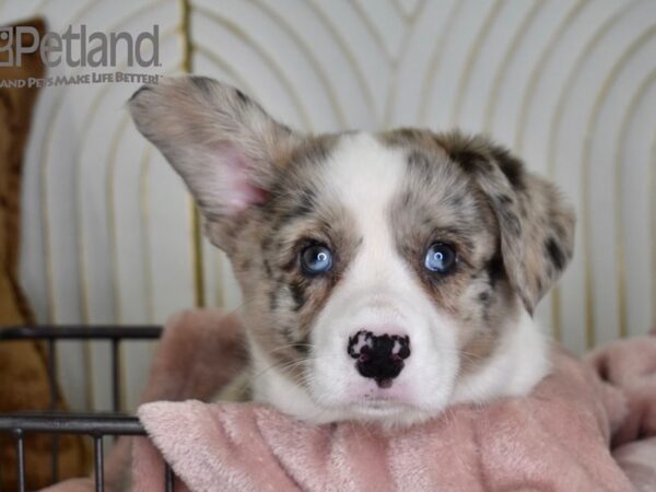 Cardigan Welsh Corgi-Dog-Male-Blue Merle-657-Petland Lee's Summit, MO