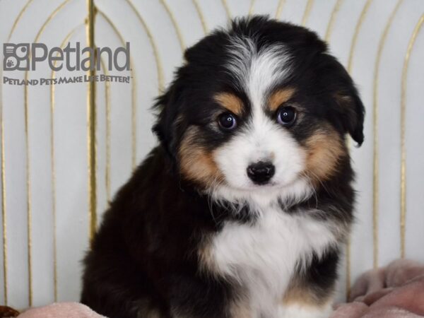 Toy Australian Shepherd-Dog-Male-Black Tri-655-Petland Lee's Summit, MO