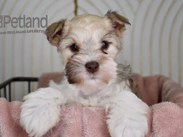 Miniature Schnauzer-Dog-Female-Sable-653-Petland Lee's Summit, MO