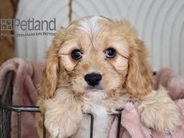 Cavachon-Dog-Male-Apricot-664-Petland Lee's Summit, MO