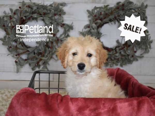 Miniature Goldendoodle 2nd Gen-Dog-Male-Golden-5417-Petland Lee's Summit, MO
