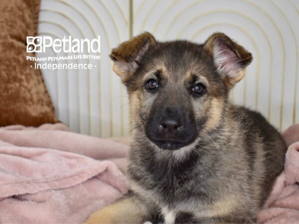 German Shepherd-Dog-Male-Sable-5528-Petland Lee's Summit, MO