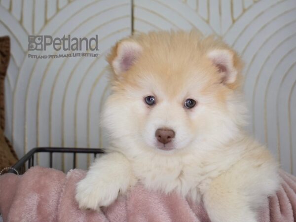 Pomsky-Dog-Female-Tan-669-Petland Lee's Summit, MO
