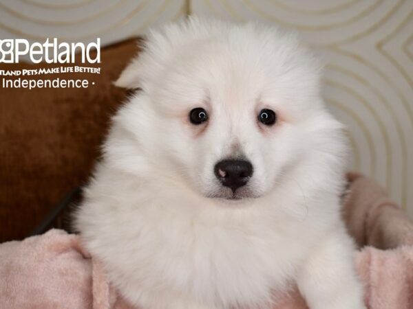 American Eskimo-Dog-Male-White-5526-Petland Lee's Summit, MO