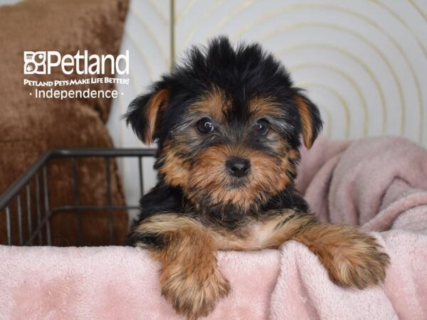 Yorkshire Terrier-Dog-Female-Black & Tan-5531-Petland Lee's Summit, MO