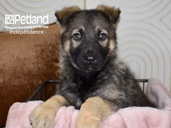German Shepherd-Dog-Female-Sable-5530-Petland Lee's Summit, MO