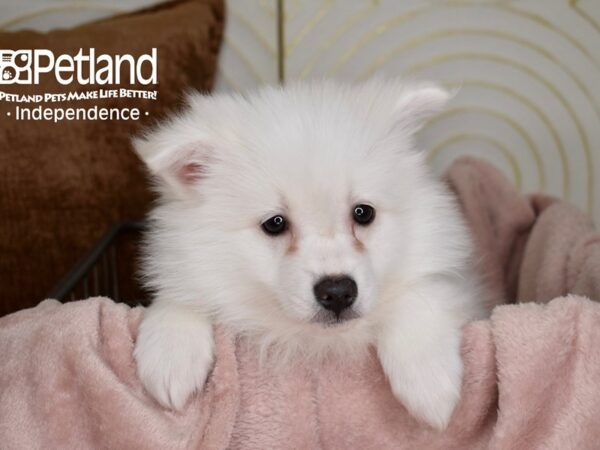 American Eskimo-Dog-Male-White-5527-Petland Lee's Summit, MO