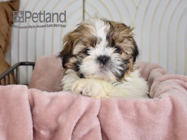 Shih Tzu-Dog-Female-Brown & White-674-Petland Lee's Summit, MO