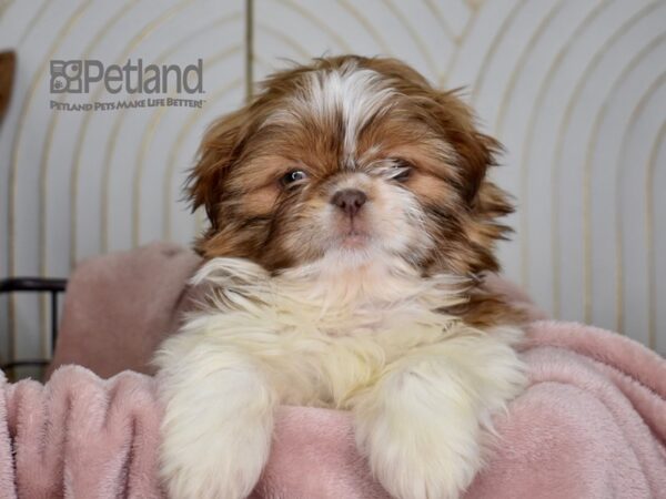 Shih Tzu-Dog-Female-Brown & White-673-Petland Lee's Summit, MO