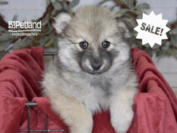 Pomsky 2nd Gen-Dog-Male-Sable-5433-Petland Lee's Summit, MO