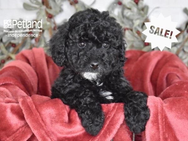 Miniature Goldendoodle 2nd Gen-Dog-Female-Black-5425-Petland Lee's Summit, MO