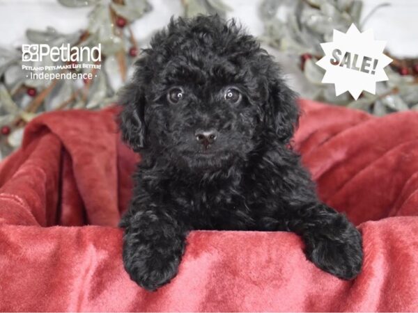 Miniature Goldendoodle 2nd Gen-Dog-Female-Black-5426-Petland Lee's Summit, MO