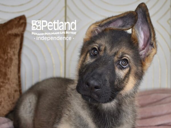German Shepherd-Dog-Male-Sable-5544-Petland Lee's Summit, MO