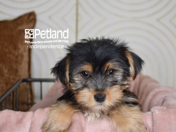 Yorkshire Terrier-Dog-Female-Black & Tan-5540-Petland Lee's Summit, MO