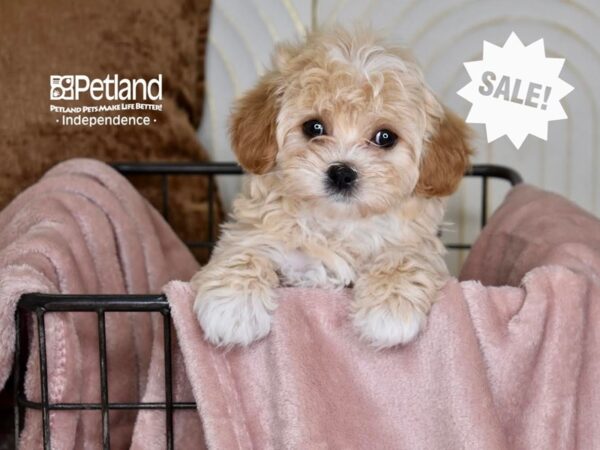 Shih Poo-Dog-Female-Apricot-5459-Petland Lee's Summit, MO